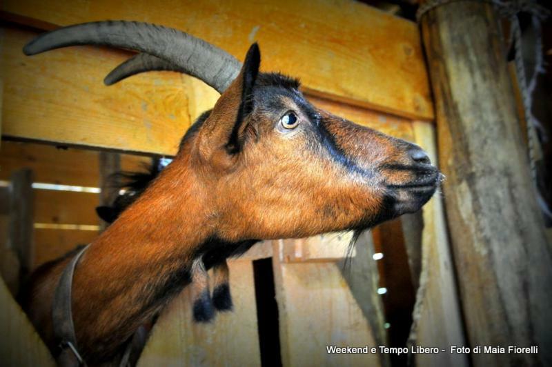 Agriturismo Slowcanda Cardella Eksteriør bilde